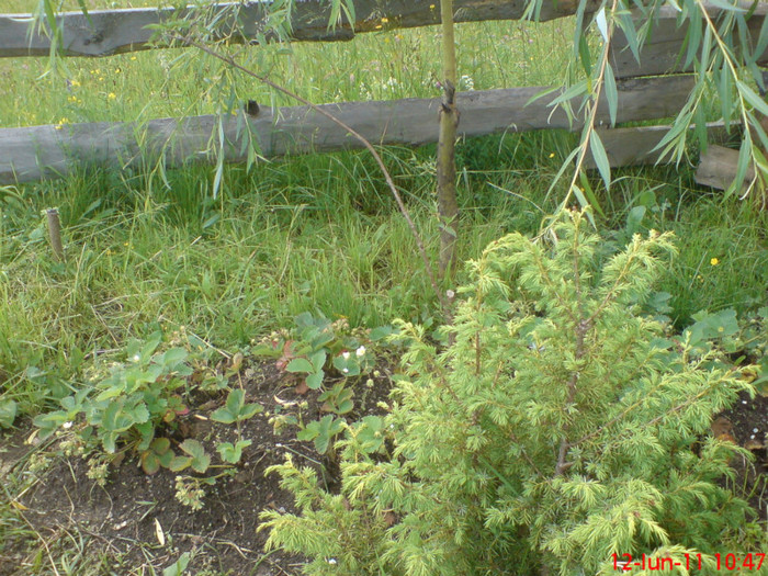 DSC00083; jnepi munte
