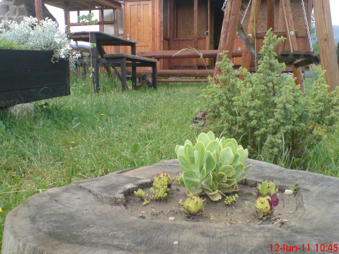 DSC00080; ghetuca si jnepi
