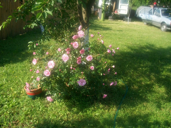 100_3728; Trandafir pitic
