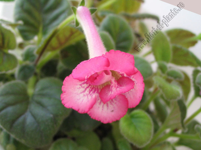 Sinningia Heartland\'s Double Dilly 2 - GLOXINIA _ SINNINGIA