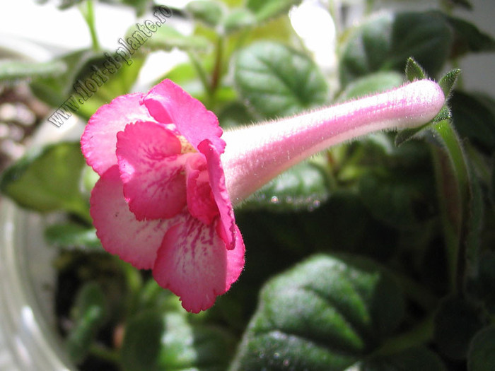 Sinningia Heartland\'s Double Dilly 3 - GLOXINIA _ SINNINGIA