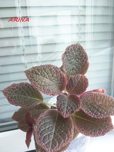 Photo5883 - EPISCIA