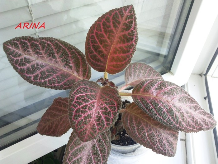 Photo5882 - EPISCIA