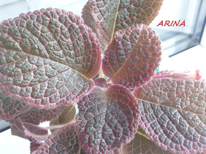 Photo5885 - EPISCIA