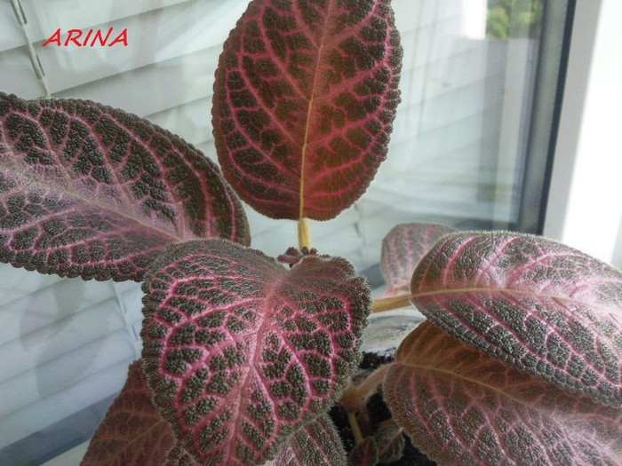 Photo5879 - EPISCIA