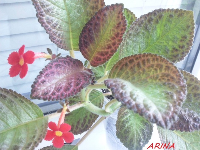 Photo5875 - EPISCIA