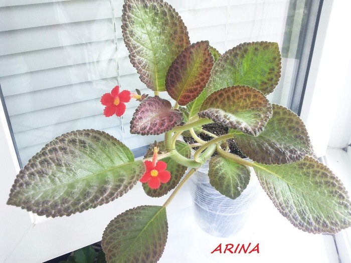 Photo5873 - EPISCIA