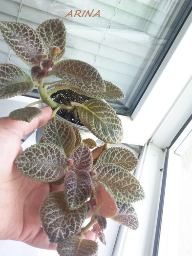 Photo5893 - EPISCIA