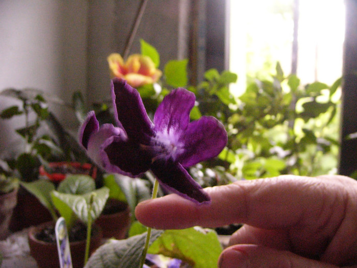 Black panther - Streptocarpus