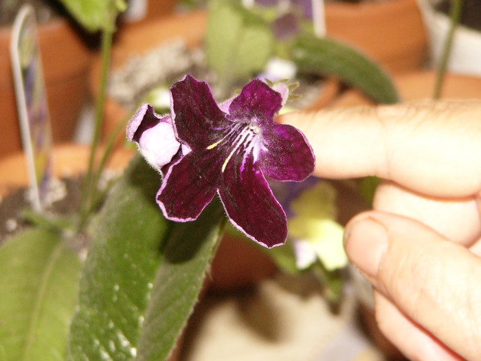 Black panther - Streptocarpus