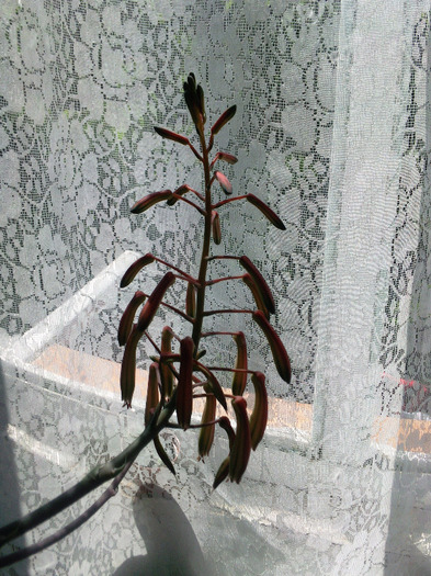 flori hawortia - x - Cactusi
