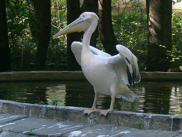 Pelican - Miu Zoo