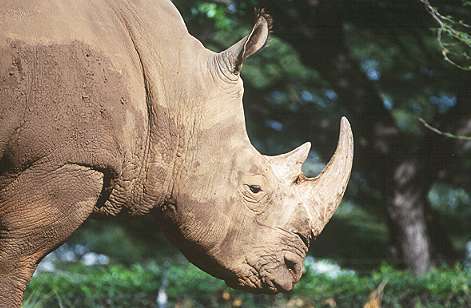 Rinocer - Miu Zoo