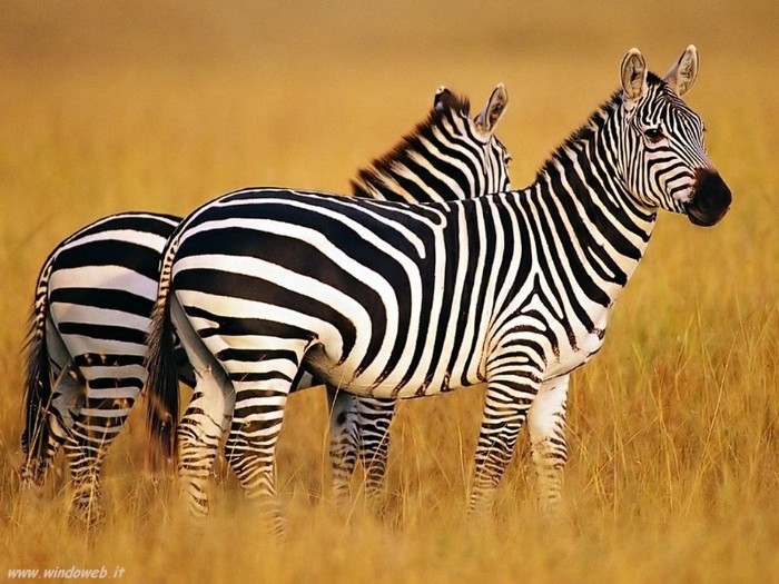 zebre