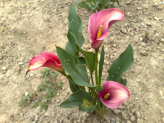 110620111169 - cale-zantedeschia