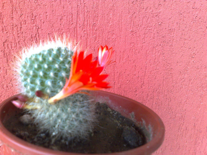 120620111187 - cactusi si suculente