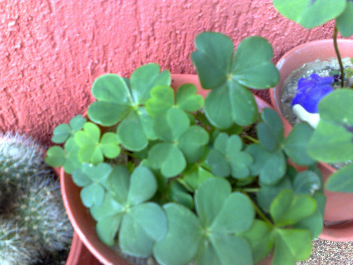 120620111190 - oxalis