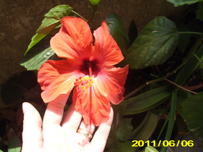 Picture 005 - hibiscus