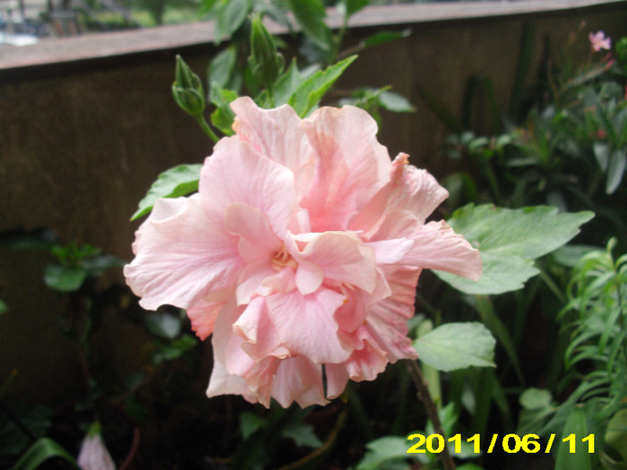 Picture 010 - hibiscus
