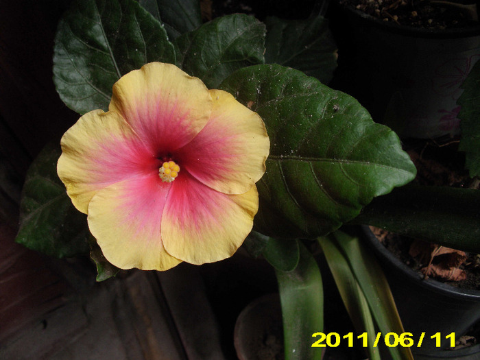 oberon - hibiscus