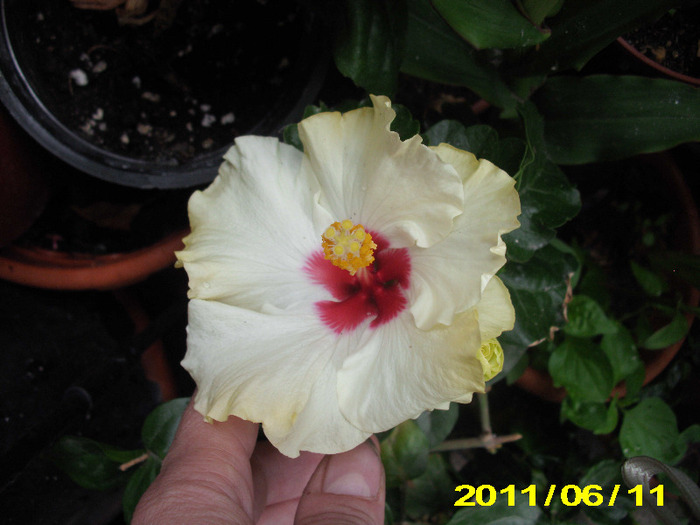 boreas white - hibiscus