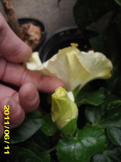 Picture 018 - hibiscus