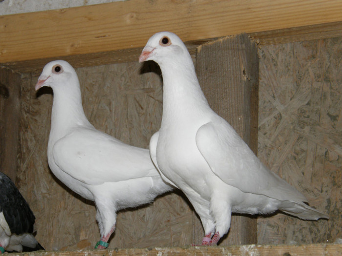 P6120057 - porumbei albi pentru nunti botezuri sau altfel de evenimente festive