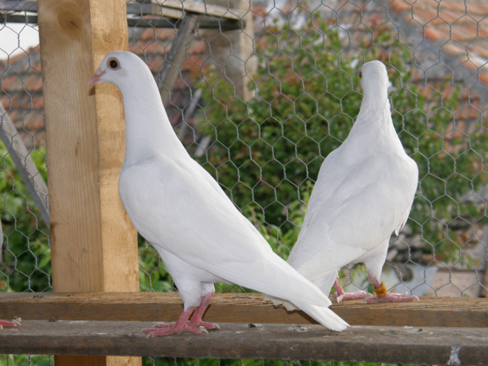 P6120064 - porumbei albi pentru nunti botezuri sau altfel de evenimente festive