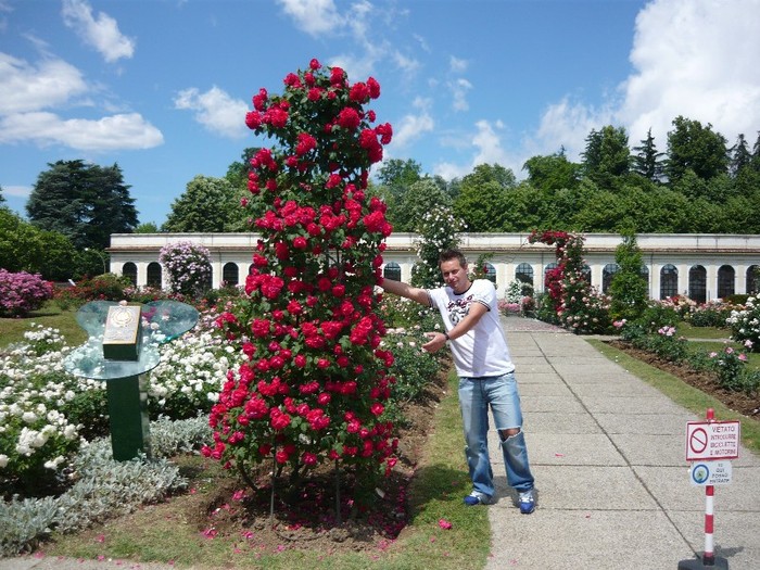 super trandafiri - casa reale monza italy