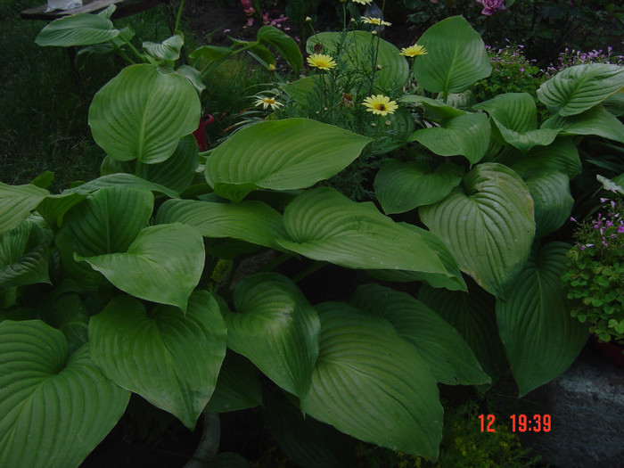 Picture 1656 - 2011-2012 FLORI IN GRADINA