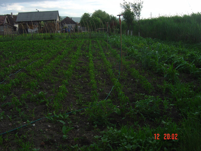 legume in gradina fratelui meu - 2011-2012 GRADINILE NOASTRE