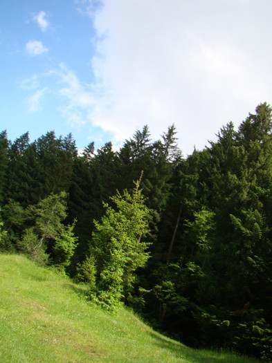 DSC03105 - 12 iun 2011