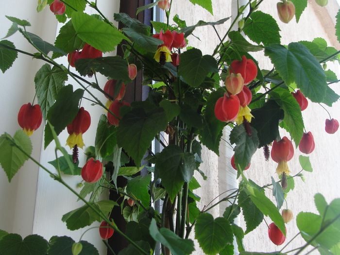 abutilon megapotamicum