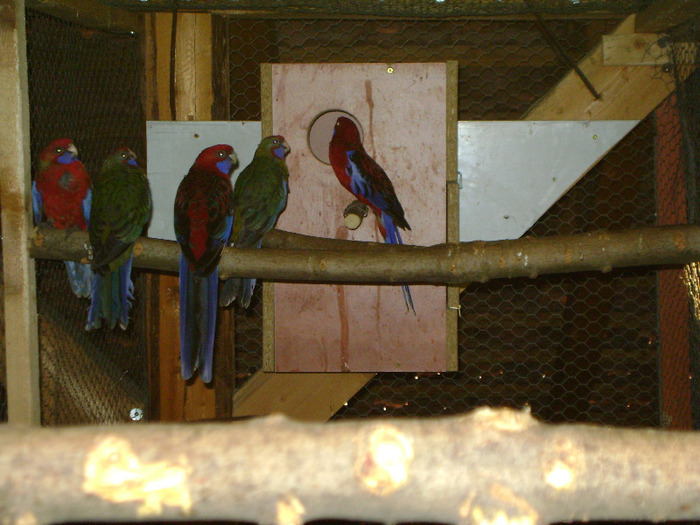 Picture 1000 - Pui Rosella Penant 2011