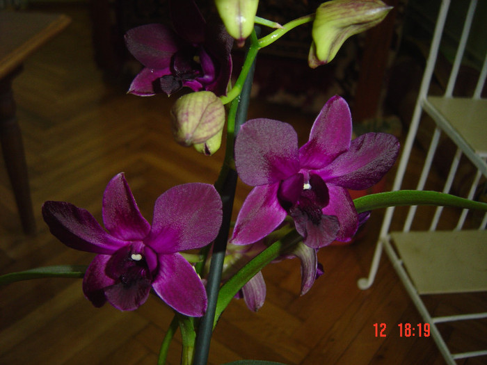 Picture 1573 - 2012 ORHIDEEA