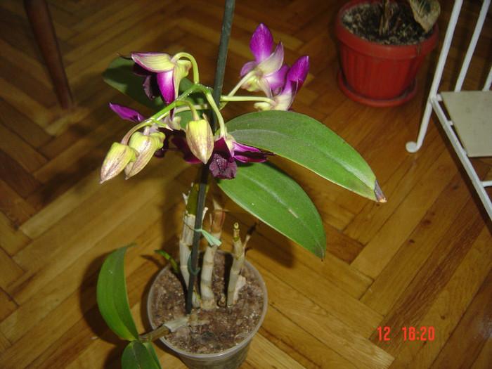 Picture 1575 - 2012 ORHIDEEA