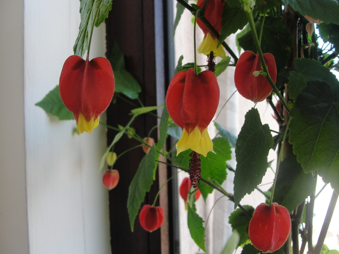 abutilon megapotamicum - C-abutiloni 2011- 1