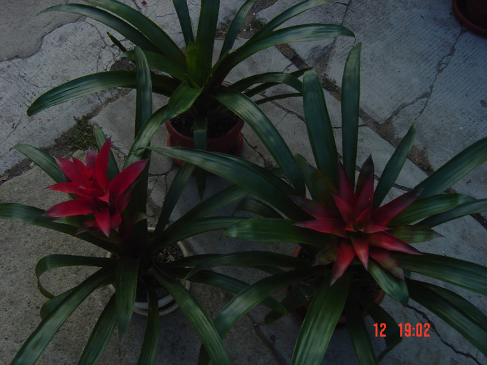 Picture 1586 - GUZMANIA