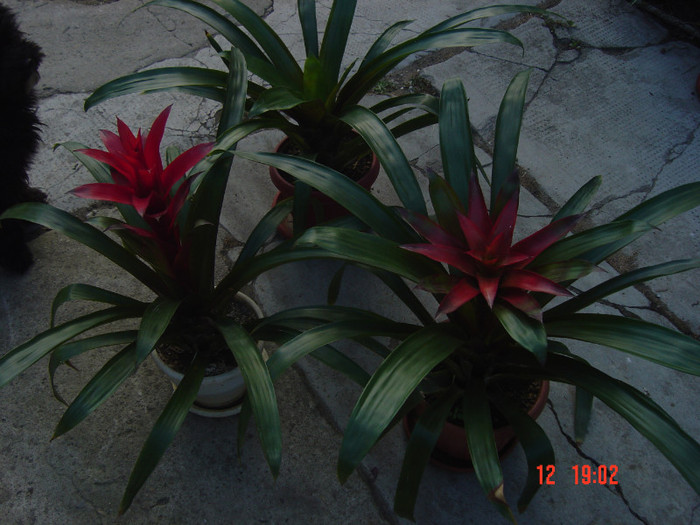 Picture 1587 - GUZMANIA