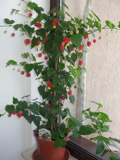 abutilon megapotamicum - C-abutiloni 2011- 1