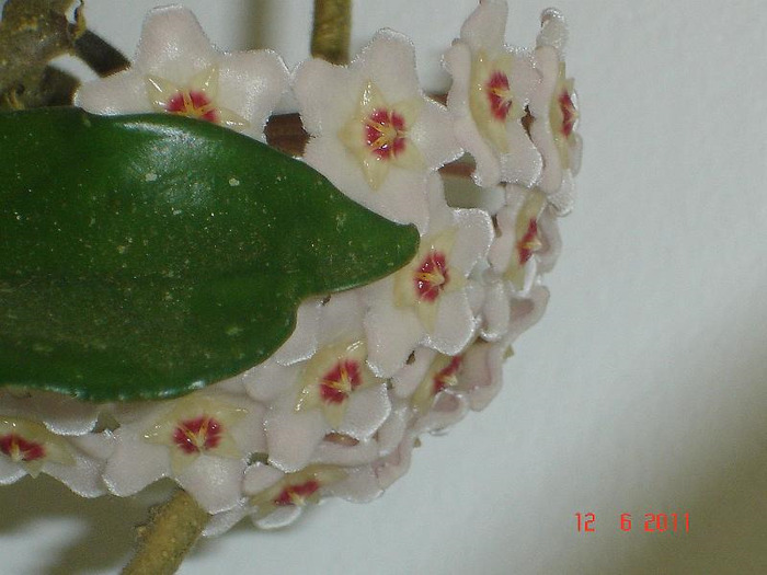 12.06.2011 - Hoya carnosa