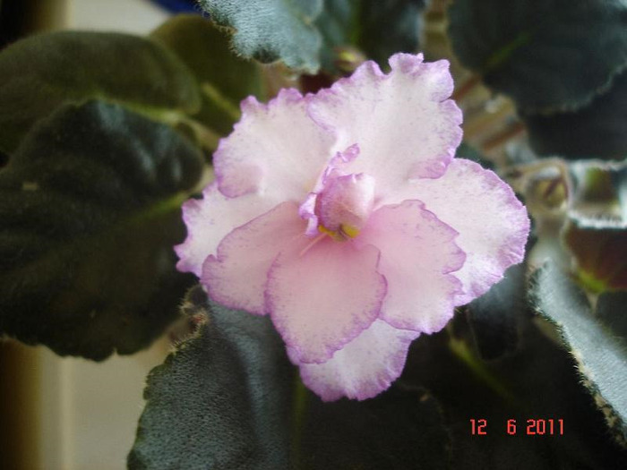 12.06.2011 - Glitterstar