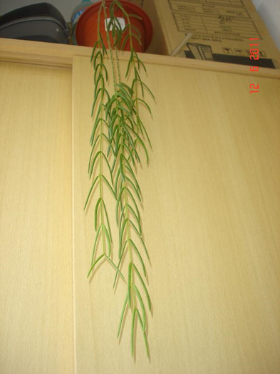 12.06.2011 - Hoya linearis