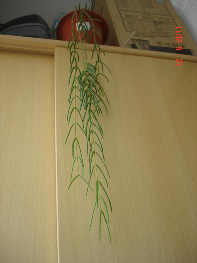 12.06.2011 - Hoya linearis