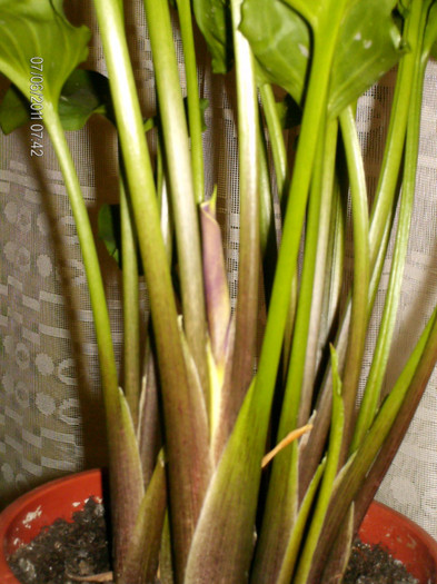 un nou boboc in pregatire...