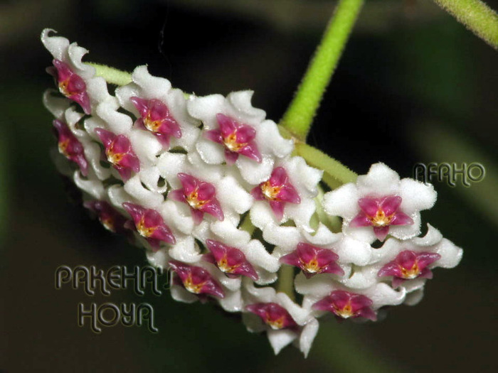 Hoya Nummularioides poza www.pakehas-hoya.com - x Hoya Nummularioides - pierduta