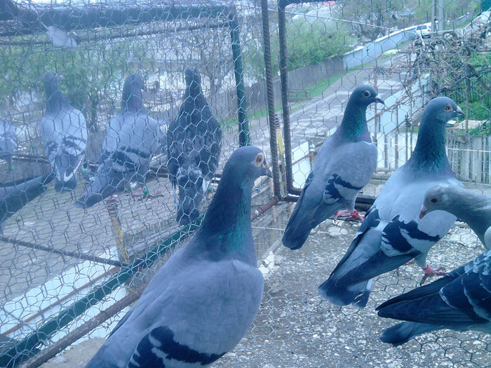 P080511_12.27 - Porumbei