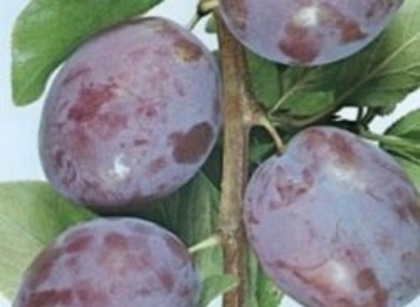renclod althan - 1A Pomi fructiferi altoiti - toamna - 2023