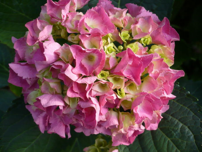 012 - hortensia 2