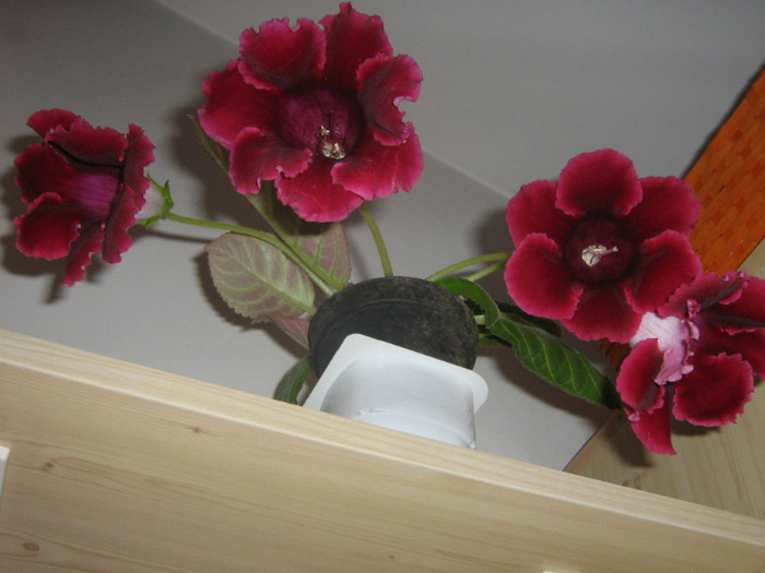 gloxinia din nou in floare 13 iunie